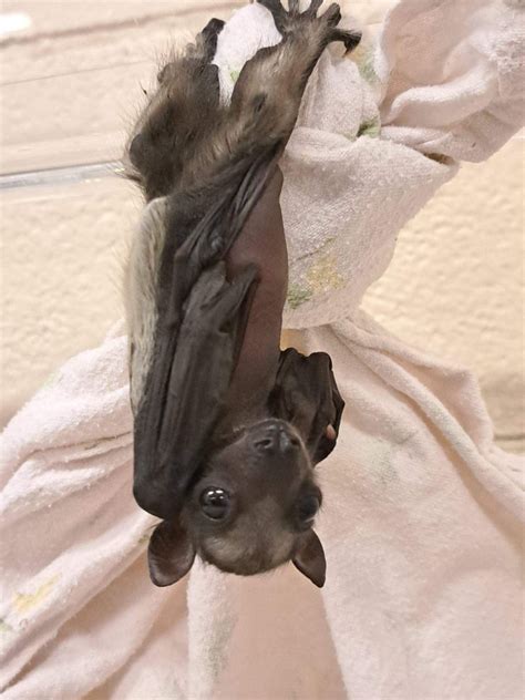 Introducing The Little Bat That Could Jesse The Three Week Old Fruit