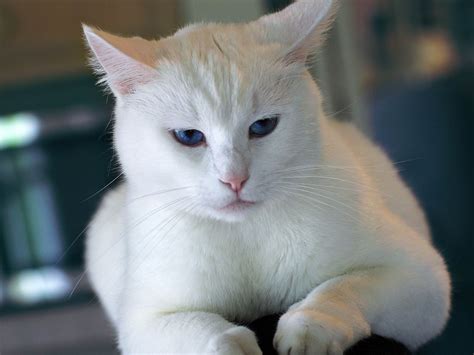 Foto Kucing Lucu Dan Imut Banget Kumpulan Gambar Kucing Lucu Dan Imut