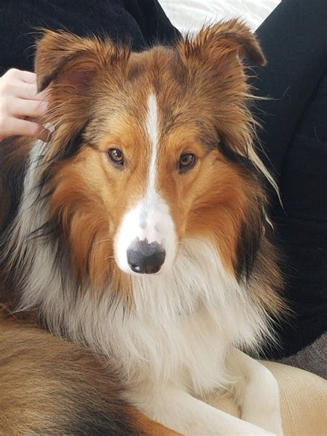 Collie Aussie Mix Beauty Aussie Mix Collie Corgi