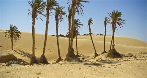 It is the 78th largest country in the world by area with 266,000 square kilometers. What Is the Average Yearly Rainfall in the Sahara Desert?