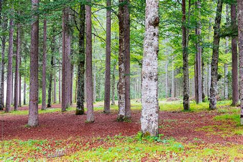 Vibrant Forest Stock Image Everypixel