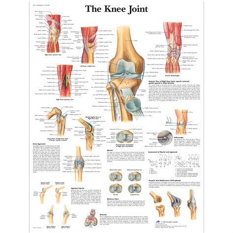 Anatomical Charts and Posters | Anatomy Charts | Arm and Leg Charts | The Knee Joint Laminated Chart