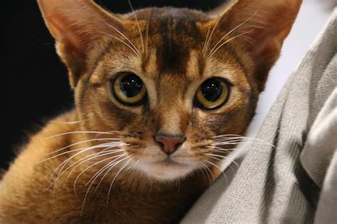 History And Facts About Abyssinian Cats Lovetoknow Pets