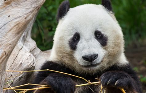 Wallpaper Bamboo Panda Cute Images For Desktop Section животные Download
