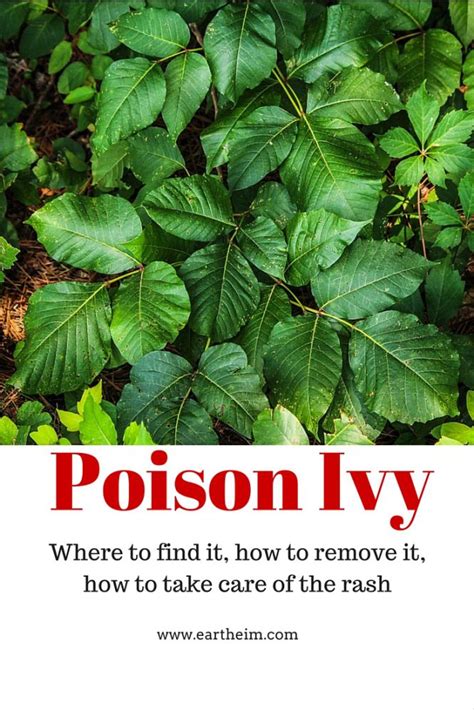 Poison Ivy Where To Find It How To Remove It How To Take Care Of The