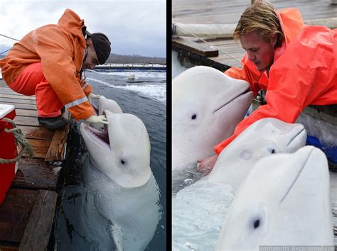 Incredible Images Of White Beluga Whales Being Trained In Russia Page