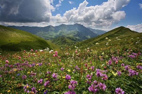 Flowers Mountain Meadows Earth Photography Beautiful Nature Meadow