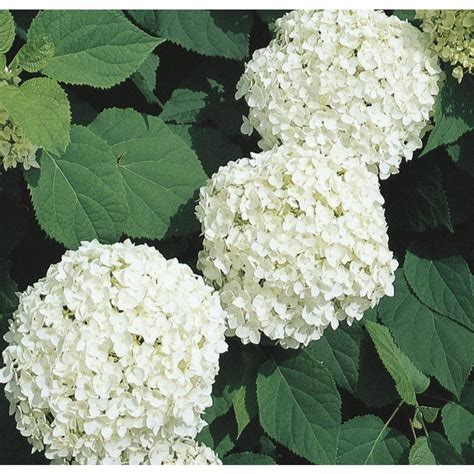 Shop White Annabelle Hydrangea Flowering Shrub In Pot With Soil