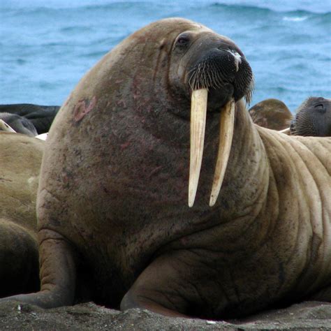 Did You Hear That I Think It Was A Walrus Ncpr News