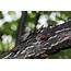 ARS Scientists Seek Answers From Spotted Lanternfly Dispersal 