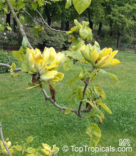 We did not find results for: Magnolia acuminata, Cucumber Tree, Cucumber Magnolia ...