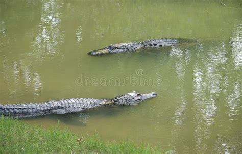 Two Swimming Alligators Stock Photo Image Of Water Creek 38410916
