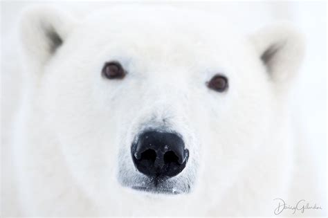Nat Geo Wild On Instagram “photo By Daisygilardini Polar Bears Have