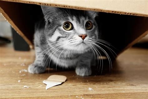 New cats are often nervous and like to hide. Why Is My New Cat Hiding?