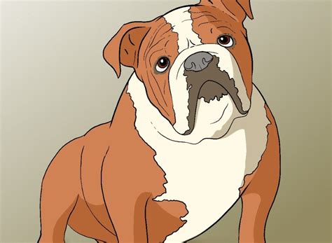 How To Draw A Bulldog Draw Central Bulldog Drawing Dog Drawing