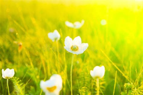 Spring Summer Wallpaper With Green Grass And White Flowers Stock Photo