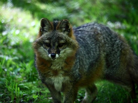 Red And Gray Foxes Finger Lakes Land Trust