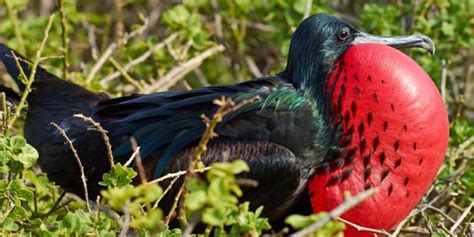 Top 10 Rarest Unusual Birds Of The World