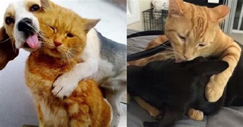 10 Foto Kemesraan Kucing dan Anjing Lucu, Nomor 6 So Sweet Banget!