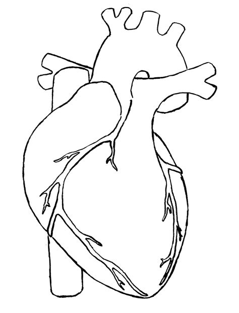 Anatomical Heart Pictures Heart Diagrams For Learning And Inspiration