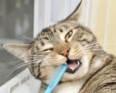 Gum disease and abscessed teeth may. 6 Steps You Can Take to Care for Your Cat's Teeth