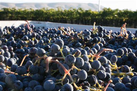 Washington Wine Grape Harvest Sets Record Good Fruit Grower