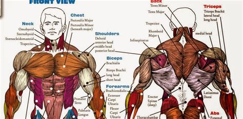 The Fitness Era Upper Body Muscles Anatomy