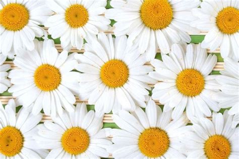 Daisy Flower Wallpaper ·① Wallpapertag