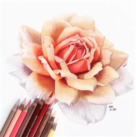 Botanical Artist On Instagram Finished Peach Rose This Was Drawn