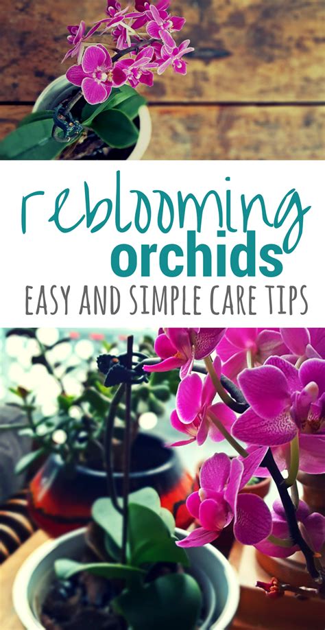 Orchid Care For Beginners Its Easier Than You Thought Orchid Care