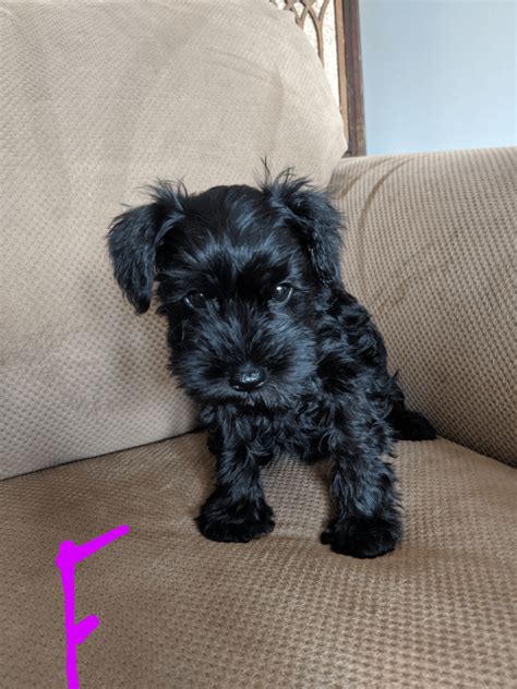 All our beautiful puppies are come from our professional meet rocket a stunning black apri registered miniature/toy schnauzer male. Miniature Schnauzer Puppies For Sale | Marysville, OH #310141
