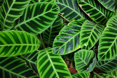 premium photo green leaves in tropical rainforest
