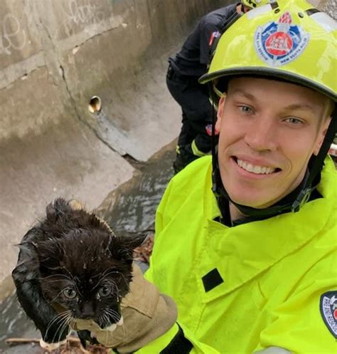 Kitten Rescue Strathfield Fire And Rescue Nsw