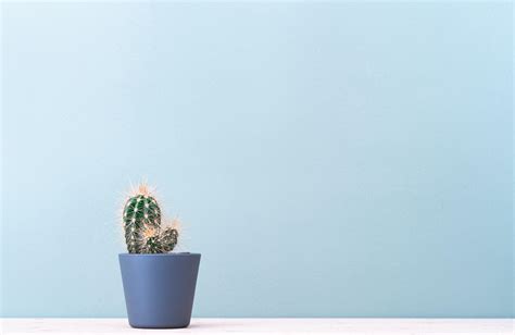 Wallpaper Cactus Plant Minimalism Hd Widescreen High Definition