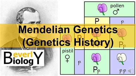 Mendelian Genetics Genetics History Youtube