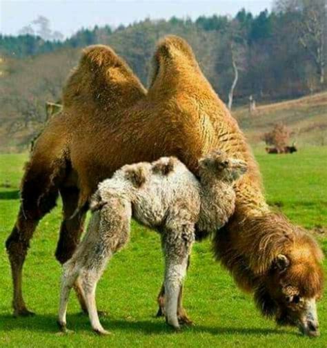 difference from 1 hump camel to 2 hump camels humps and their other adaptations have made