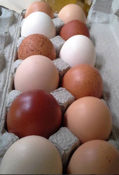 Powell River Farmers Market Eggs Eggs Eggs