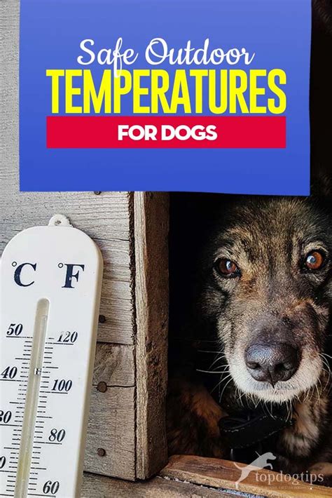 Beautiful and gorgeous, the rose has always been the attention grabbers. Safe Outdoor Temperatures for Dogs | Dogs, Dog house ...