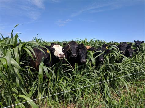 Field Day Recap Expanding Conservation With Cover Crops Livestock And