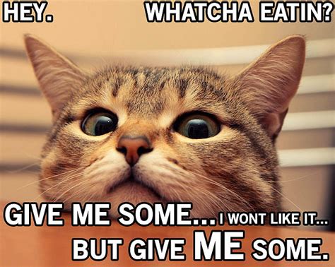Details 82 Funny Cat Memes Wallpaper Best Vn