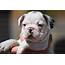 AKC French Bulldog Puppies In A Rainbow Of Colors  Petclassifiedscom