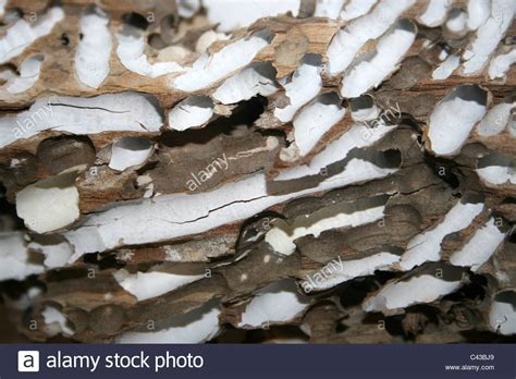 3 900 просмотров 3,9 тыс. Shipworm Teredo navalis burrows Stock Photo - Alamy