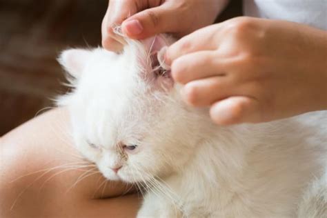 Otohematoma En Gatos Causas Y Tratamiento