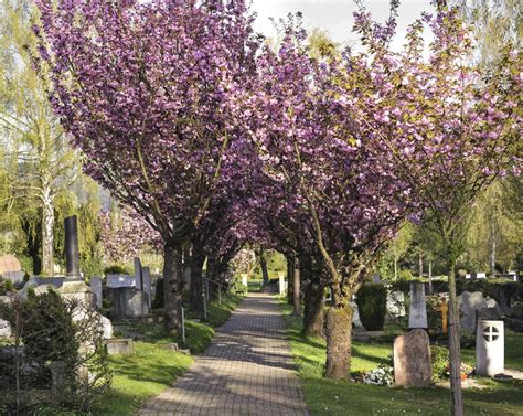 The Various Problems That Weeping Cherry Trees Face