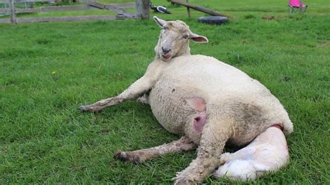 Amie The Amazing Sheep Giving Birth Youtube