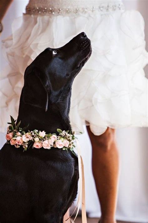 Pets At Weddings 63 Cutie Ideas Spring Wedding Inspiration Wedding