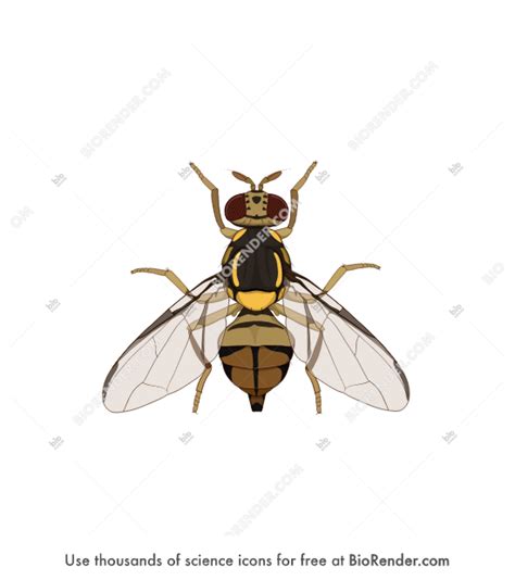 Free Asian Fruit Fly Female Bactrocera Dorsalis Icons Symbols