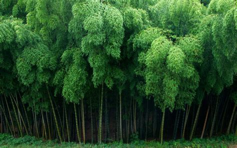 Chinese Bamboo Wallpapers Top Free Chinese Bamboo Backgrounds WallpaperAccess