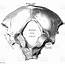 Human Anatomy Scientific Illustrations Occipital Bone Stock 