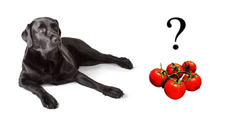 Can Dogs Eat Tomatoes A Dog Food Safety Guide By The Labrador Site